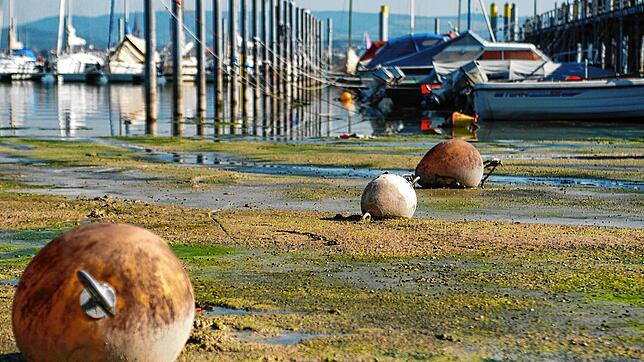 Niedrige Wasserstände, wie auf dieser Archivaufnahme vom Hafen in Iznang, erschweren die Vergabe von Liegeplätzen für Boote in der ...