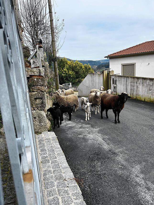 Tierische Überraschung: In den Straßen von Birgit Reuners Dörfchen sind auch mal Schafe unterwegs.