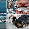 Von der relativ unbekannten Nase (oben) bis zum großen Wels: Diese Fische sind im Bodensee zu finden.