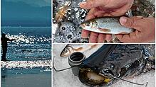 Von der relativ unbekannten Nase (oben) bis zum großen Wels: Diese Fische sind im Bodensee zu finden.