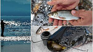 Von der relativ unbekannten Nase (oben) bis zum großen Wels: Diese Fische sind im Bodensee zu finden.