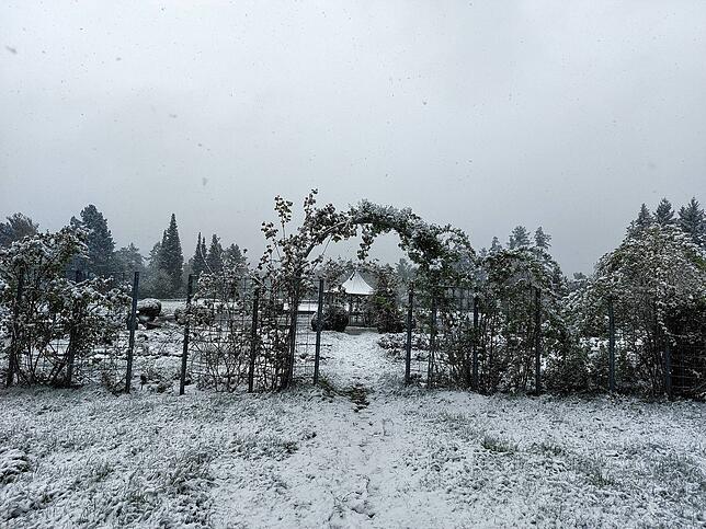 Der Rosengarten auf dem Hubenloch im Schneegestöber Mitte April.