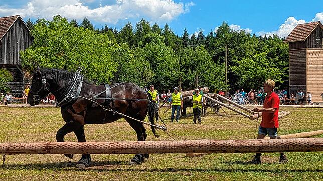 Auch dieses Jahr waren die Holzrückwettbewerbe ein Höhepunkte des diesjährigen Fuhrmannstags in Neuhausen ob Eck.