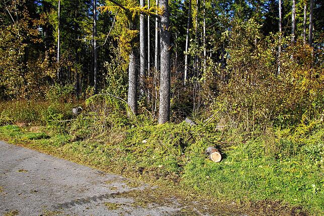 Nur kleine Bäume entwurzelt das Sturmtief Ignatz bei Villingen-Schwenningen. Es kommt nur zu kurzen Beeinträchtigungen, wie hier beim ...