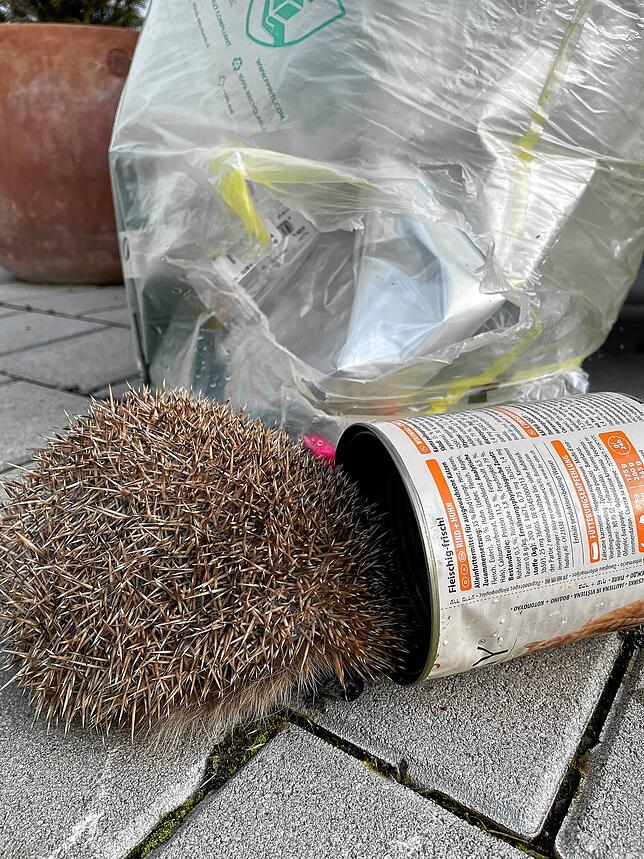 Hier wird deutlich, wie gefährlich der Inhalt eines Gelben Sackes und der Beutel selbst für Igel sind. Verletzungen und Krankheiten sind ...