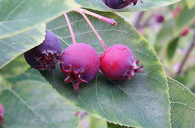 Auch eine Felsenbirne eignet sich für einen insekten- und vogelfreundlichen Garten. Die kleinen Beeren schmecken nicht nur den Tieren.