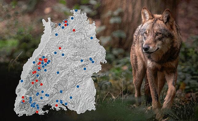 In spannenden Grafiken zeigen wir Ihnen, wie sich der Wolf im Südwesten mehr und mehr ausbreitet – und wie gefährlich er wirklich ist.