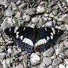 Kennen Sie ihn? Dieser Schmetterling ist einer der größten in Europa. Und er fühlt sich im östlichen Kreis Waldshut sehr wohl.