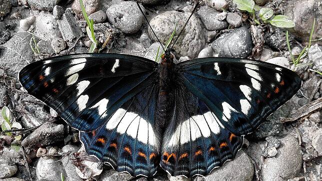 Kennen Sie ihn? Dieser Schmetterling ist einer der größten in Europa. Und er fühlt sich im östlichen Kreis Waldshut sehr wohl.