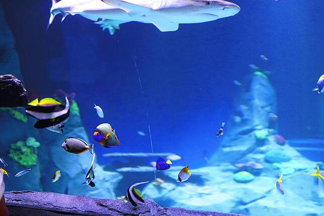 Bild 9: Sea Life öffnet wieder. Was ist neu im Inneren?
