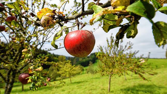 Ein Apfel hängt an einem Streuobstbaum. Die Ernte 2023 wird mau. Was für die Erzeugerpreise gut ist, wird zum Problem für die ...