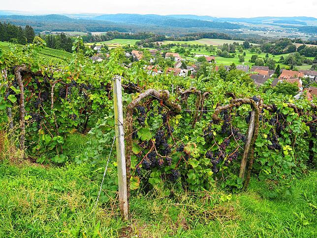 Malerisch schmiegen sich die Reben an den Hang über dem idyllischen Dörfchen Nack.