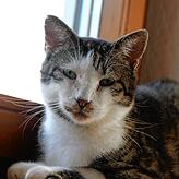 Kater Max ist Andrea Hermes zugelaufen und hat sich für ein Leben als Wohnungskatze entschieden.