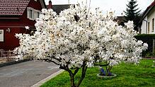 Blütenpracht im Garten, doch wie wird das Wetter an Ostern 2025?