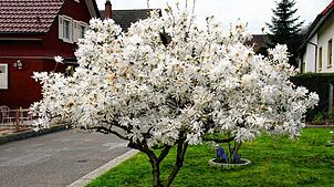 Blütenpracht im Garten, doch wie wird das Wetter an Ostern 2025?