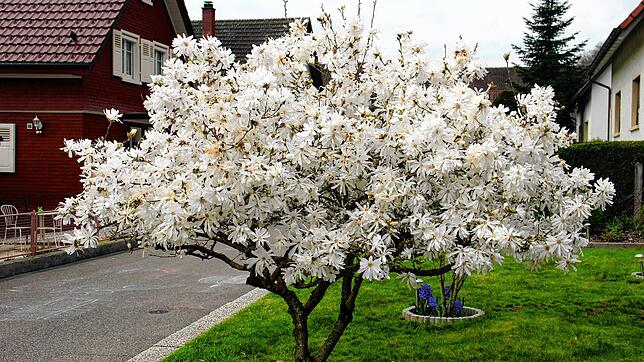 Blütenpracht im Garten, doch wie wird das Wetter an Ostern 2025?