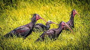 Groß und Klein zusammen: Ein Jungvogel steht auf einer Wiese bei Leustetten hinter drei adulten Waldrappen.