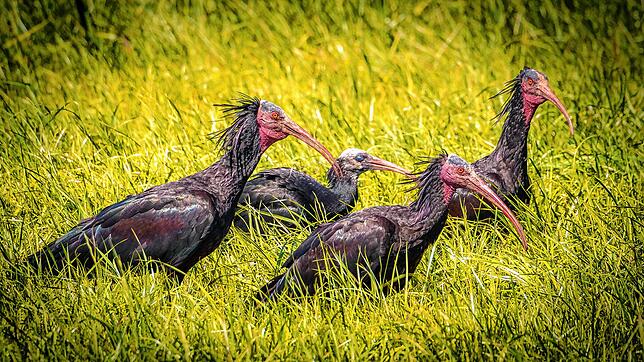 Groß und Klein zusammen: Ein Jungvogel steht auf einer Wiese bei Leustetten hinter drei adulten Waldrappen.