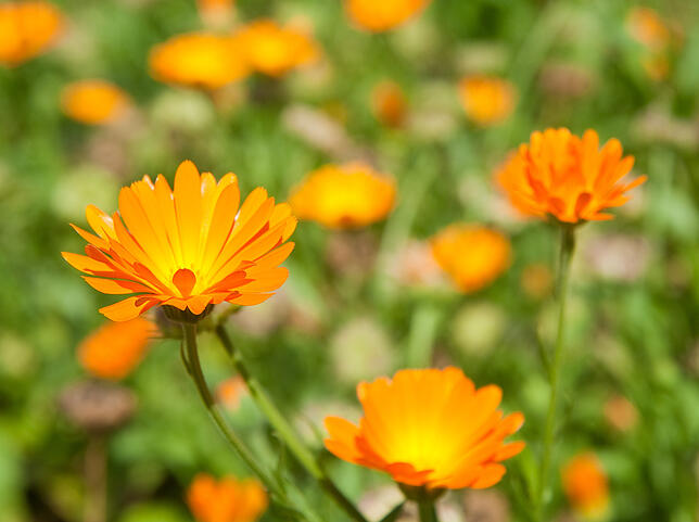 Farbtupfer im Blumenbeet ist die Ringelblume.