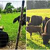 Strauße und Bisons sind exotische Tiere – ihr Fleisch gibt es aber auch in der Region zu kaufen.