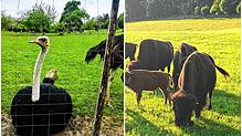 Strauße und Bisons sind exotische Tiere – ihr Fleisch gibt es aber auch in der Region zu kaufen.