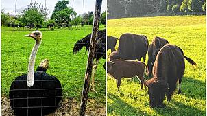 Strauße und Bisons sind exotische Tiere – ihr Fleisch gibt es aber auch in der Region zu kaufen.
