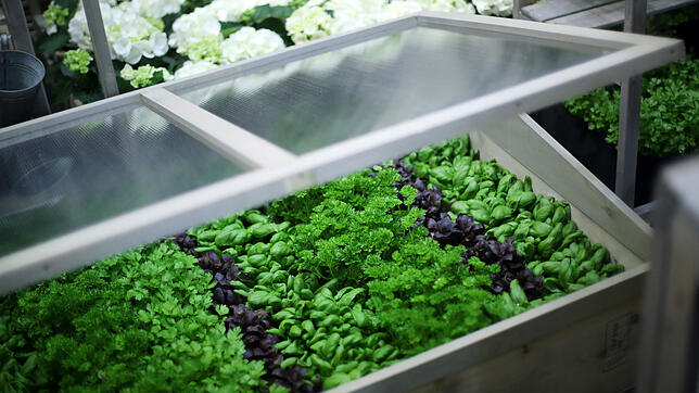 Selbst kleine Gewächshäuser gibt es für den kleinen Gemüsegarten: Urban Gardening nennt sich der Trend des Gemüseanbaus auf dem Balkon ...