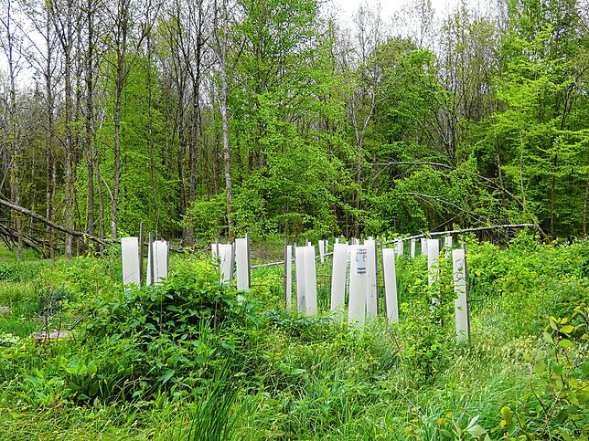 Hüllen aus Plastik schützen die jungen Bäume gegen Verbiss und Verfegen. Nun werden Alternativen aus Holz und Maisstärke getestet.
