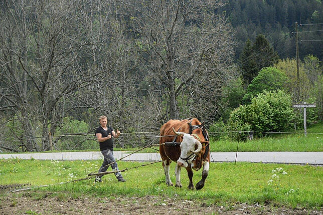 Filou bei der Arbeit. Im Frühjahr zieht er landwirtschaftliche Geräte für die Feldarbeit. Adrian Lützow steuert das Gerät. Bild: Lützow