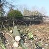 Für künftige Parkplätze ist das Areal an der Eisenbahnstraße westlich des Bahnhofskiosks von Gestrüpp und Gehölz befreit worden. Dort ...