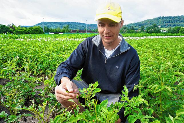 Ein Ablesen der Kartoffelkäfer, wie es früher üblich war, ist bei einem so starken Befall wie es auf dem Acker von Clemens Stoll nicht ...