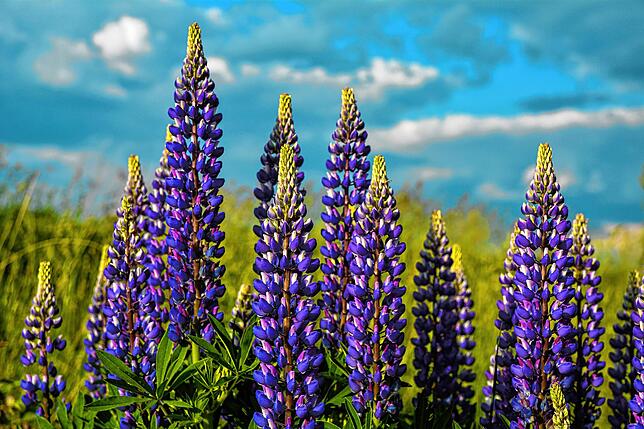 Die Vielblättrige Lupine ist mit ihren bunten und vielzähligen Blüten schön anzusehen. Doch aufgepasst – sie ist für Tiere und ...