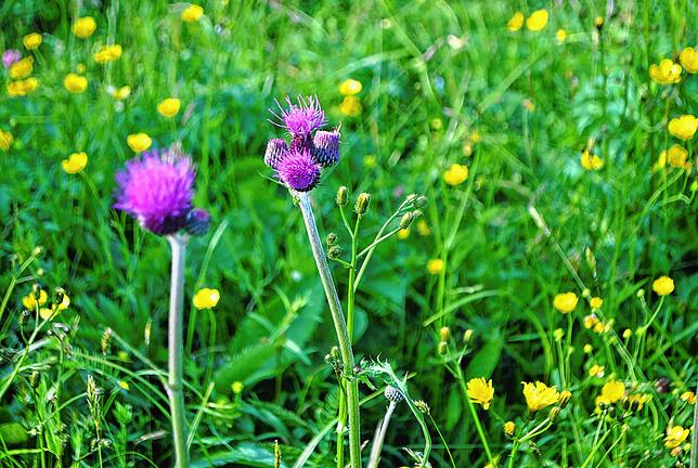 Bild 3: Wie Landschaftspfleger dafür sorgen, dass es im Landkreis Waldshut grünt und blüht