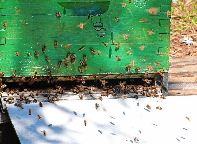 Die Bienen sind da, aber noch nicht in voller Mannschaftsstärke.