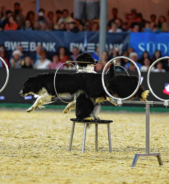 Bild 14: So spektakulär war der Showabend beim Fest der Pferde