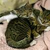 Hier kuscheln zwei Katzen auf einer Pflegestelle des Tierschutzvereins ganz entspannt. Die ehrenamtlichen Helfer hoffen auf eine ...