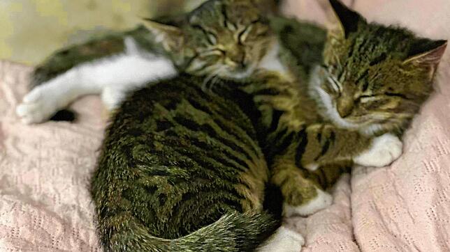 Hier kuscheln zwei Katzen auf einer Pflegestelle des Tierschutzvereins ganz entspannt. Die ehrenamtlichen Helfer hoffen auf eine ...