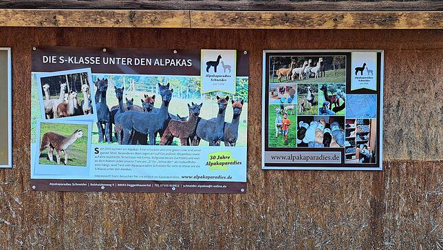 Eine graue und eine schwarze Linie Alpakas züchtet die Familie Schneider in ihrem Alpakaparadies in Lellwangen.