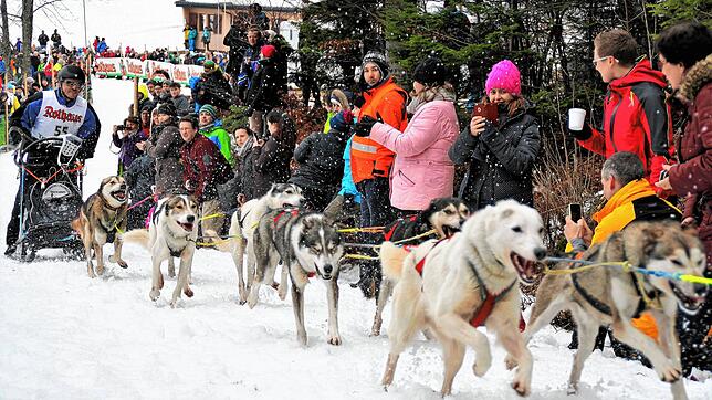 Am letzten Januarwochenende 2023 sollen die Schlittenhunde in Todtmoos wieder auf dem Trail unterwegs sein. Unser Bild entstand bei der ...