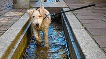 Ein Hund an der Leine nutzt auf diesem sommerlichen Archivfoto den Stadtbach Tiengen, um sich zu erfrischen.