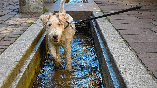 Ein Hund an der Leine nutzt auf diesem sommerlichen Archivfoto den Stadtbach Tiengen, um sich zu erfrischen.