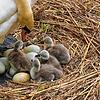 Inzwischen sind vier Küken im Nest der Seerhein-Schwäne zu bestaunen.