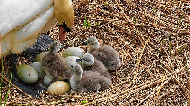 Inzwischen sind vier Küken im Nest der Seerhein-Schwäne zu bestaunen.
