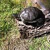 Die junge wildlebende Sumpfschildkröte kurz vor der Rückführung in die Schwackenreuter Seen.