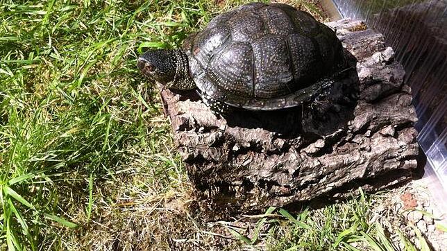 Die junge wildlebende Sumpfschildkröte kurz vor der Rückführung in die Schwackenreuter Seen.