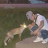 Der Fuchs wirkte zahm, nun ist aber ein Tier aufgetaucht, das drei Menschen biss.