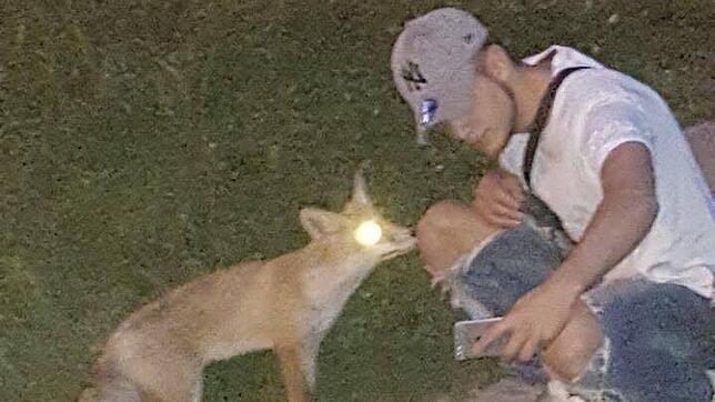 Der Fuchs wirkte zahm, nun ist aber ein Tier aufgetaucht, das drei Menschen biss.