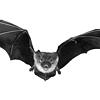 Eine Fledermaus (Symbolbild).