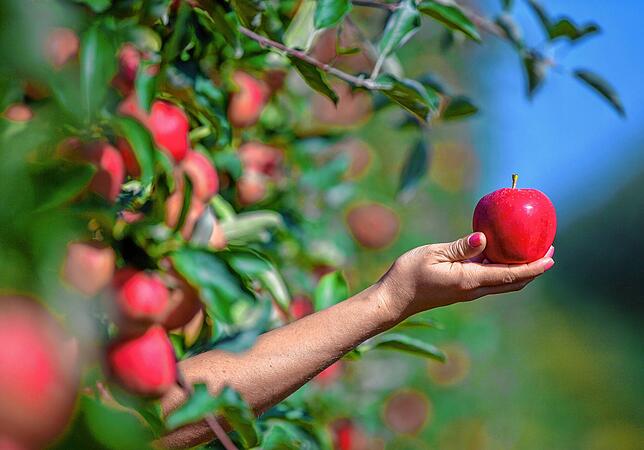 Dieser Apfel der Sorte Gala ist nicht selten in Deutschland. Andere wie Kesseltaler oder Zwiebelborsdorfer sind längst vom Mart ...