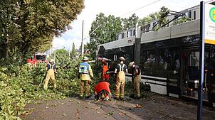 In Mannheim stürzte ein Baum auf eine Straßenbahn.